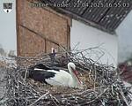 Capi_Dubne_20250422_165503.jpg