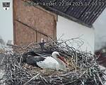 Capi_Dubne_20250422_170003.jpg