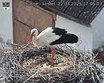 Capi_Dubne_20250422_170503.jpg