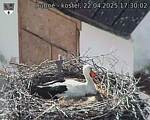 Capi_Dubne_20250422_173002.jpg