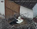 Capi_Dubne_20250422_182503.jpg
