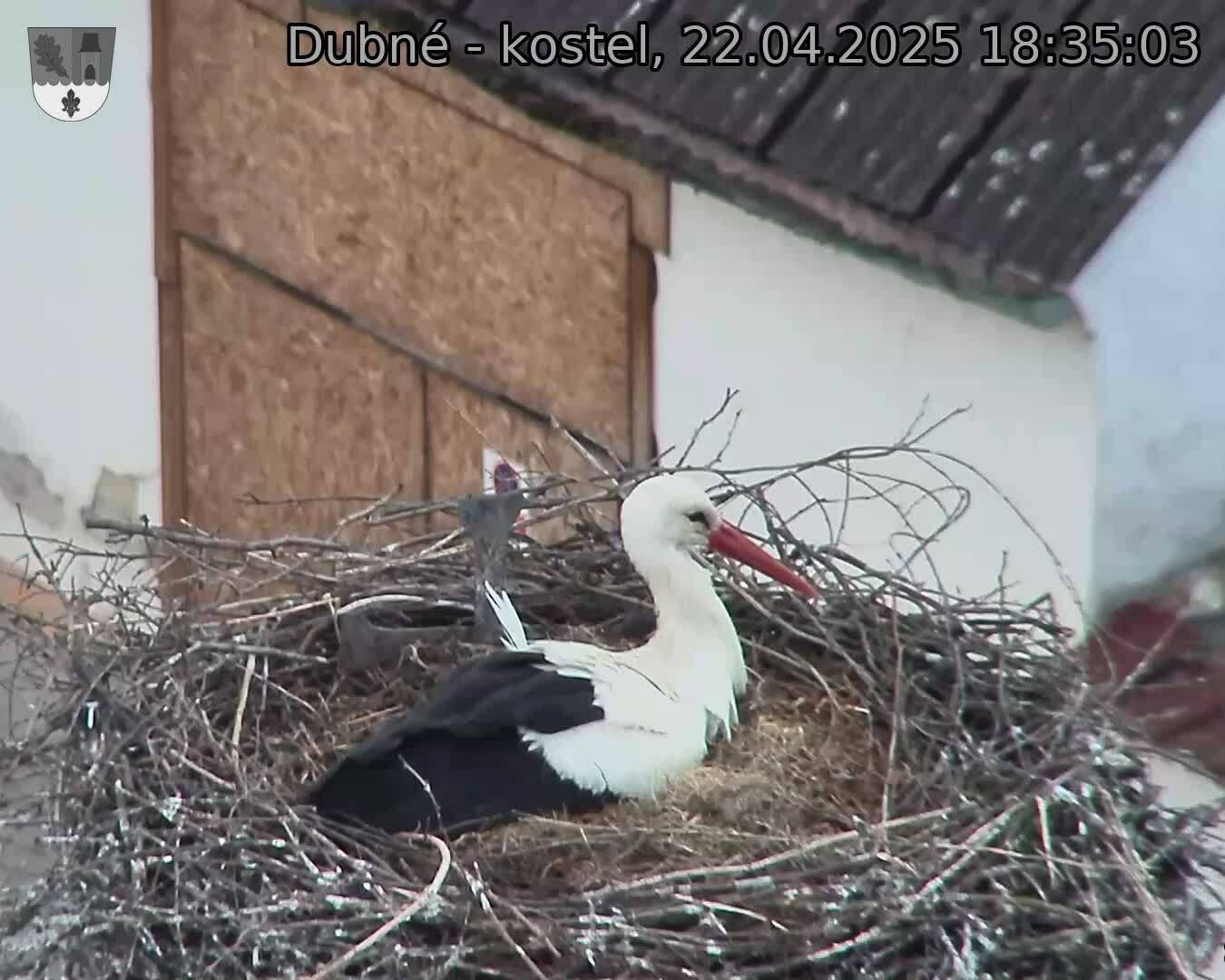 Capi_Dubne_20250422_183503.jpg (1350 x 1080)