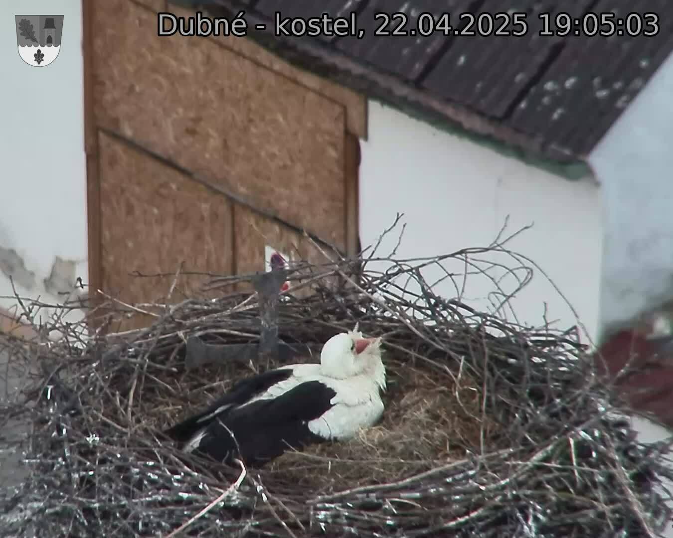 Capi_Dubne_20250422_190503.jpg (1350 x 1080)