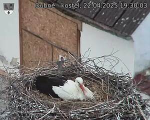 Capi_Dubne_20250422_193003.jpg (1350 x 1080)