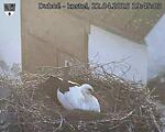 Capi_Dubne_20250422_194503.jpg