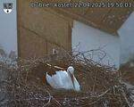 Capi_Dubne_20250422_195003.jpg