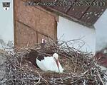 Capi_Dubne_20250422_200003.jpg