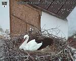 Capi_Dubne_20250422_200503.jpg
