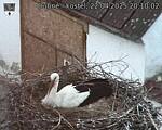 Capi_Dubne_20250422_201002.jpg