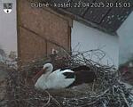 Capi_Dubne_20250422_201503.jpg