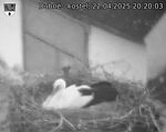 Capi_Dubne_20250422_202003.jpg
