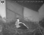 Capi_Dubne_20250422_202502.jpg