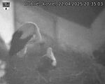 Capi_Dubne_20250422_203503.jpg