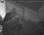 Capi_Dubne_20250422_205003.jpg