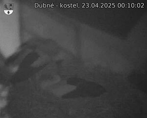 Capi_Dubne_20250423_001002.jpg (1350 x 1080)
