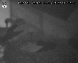 Capi_Dubne_20250423_002502.jpg (1350 x 1080)