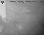 Capi_Dubne_20250423_010002.jpg