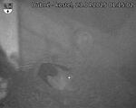 Capi_Dubne_20250423_011502.jpg