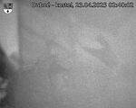 Capi_Dubne_20250423_024002.jpg