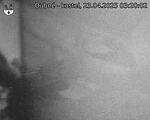 Capi_Dubne_20250423_032002.jpg