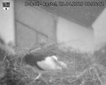 Capi_Dubne_20250423_053502.jpg