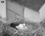 Capi_Dubne_20250423_054002.jpg