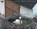Capi_Dubne_20250423_054502.jpg