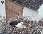 Capi_Dubne_20250423_055002.jpg
