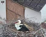Capi_Dubne_20250423_055503.jpg
