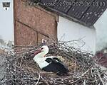 Capi_Dubne_20250423_061003.jpg