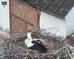 Capi_Dubne_20250423_061502.jpg