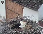 Capi_Dubne_20250423_062002.jpg