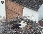 Capi_Dubne_20250423_062504.jpg