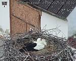 Capi_Dubne_20250423_063002.jpg