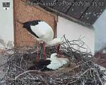 Capi_Dubne_20250423_063502.jpg