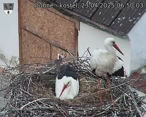 Capi_Dubne_20250423_065003.jpg (1350 x 1080)