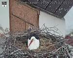 Capi_Dubne_20250423_070503.jpg