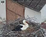 Capi_Dubne_20250423_071503.jpg