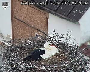 Capi_Dubne_20250423_072004.jpg (1350 x 1080)