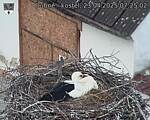 Capi_Dubne_20250423_072502.jpg