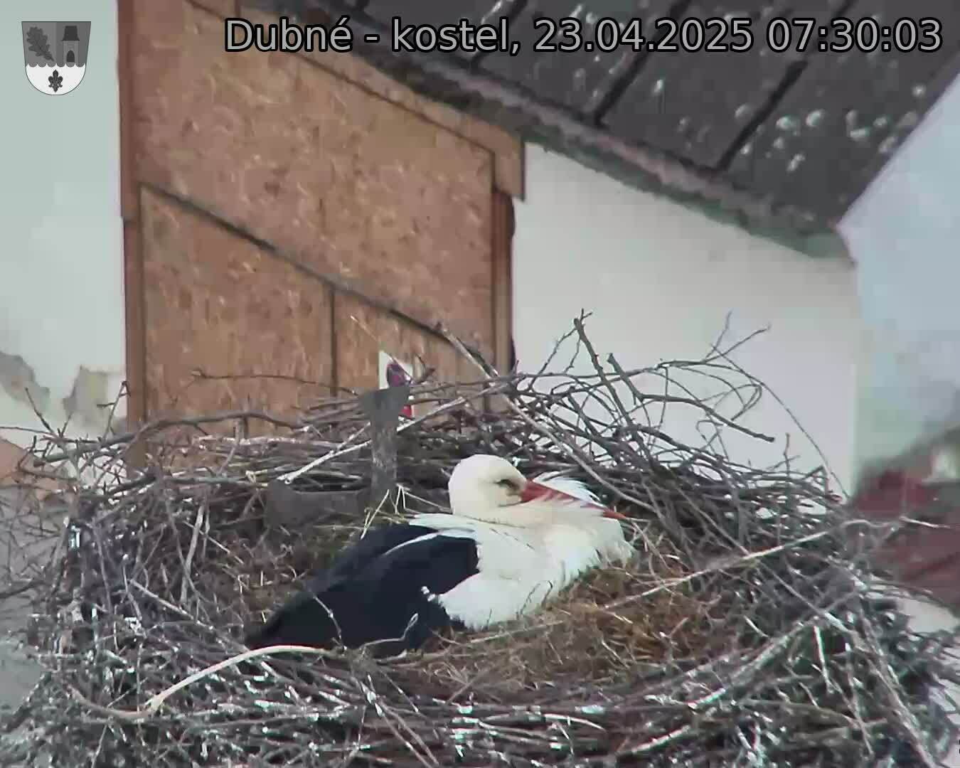 Capi_Dubne_20250423_073003.jpg (1350 x 1080)