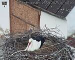 Capi_Dubne_20250423_074003.jpg