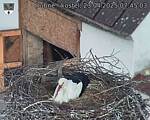 Capi_Dubne_20250423_074503.jpg