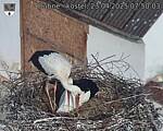 Capi_Dubne_20250423_075003.jpg