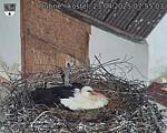 Capi_Dubne_20250423_075503.jpg