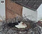 Capi_Dubne_20250423_080003.jpg
