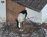 Capi_Dubne_20250423_082004.jpg