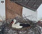Capi_Dubne_20250423_082502.jpg