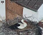 Capi_Dubne_20250423_084503.jpg