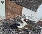 Capi_Dubne_20250423_085003.jpg